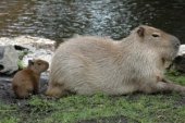 ZOO_kapibara